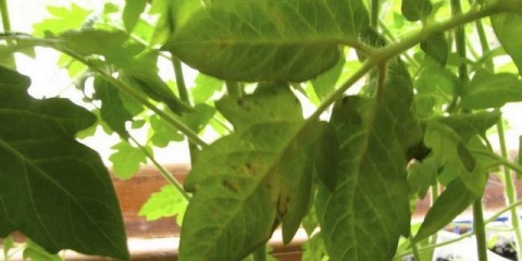 Zašto listovi opadaju sa sadnica paradajza kod kuće